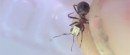 Biomimetics
