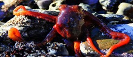 Octupus