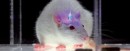 Optogenetics and Deep Brain Stimulation