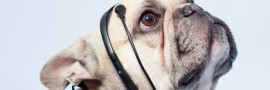 nomorewoof1